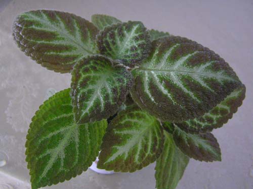 tricolor_s.jpg