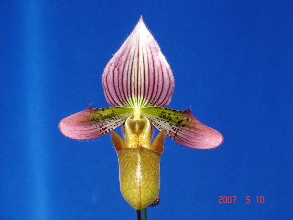 acmodontum2.jpg