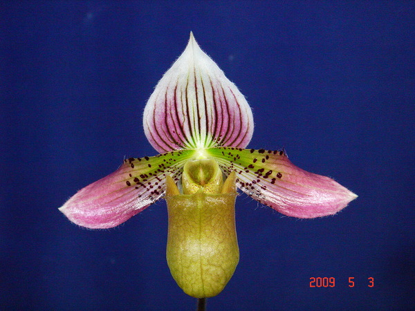 acmodontum 4.jpg
