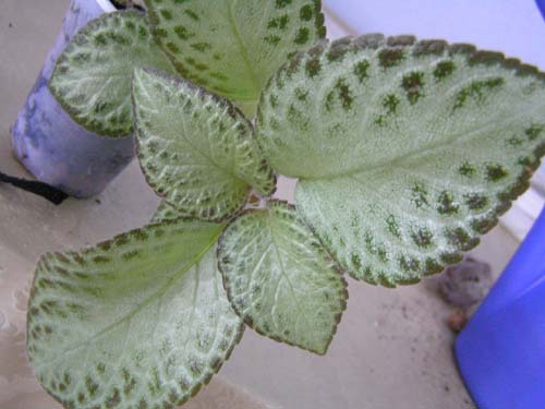 P6180009_s.jpg