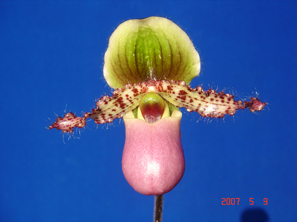 glaucophyllum 4.jpg