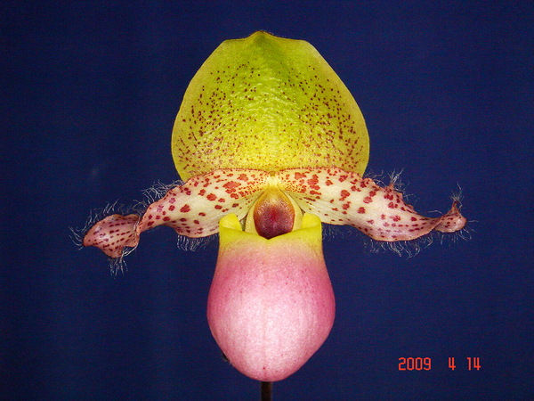 moquetteanum 2.jpg