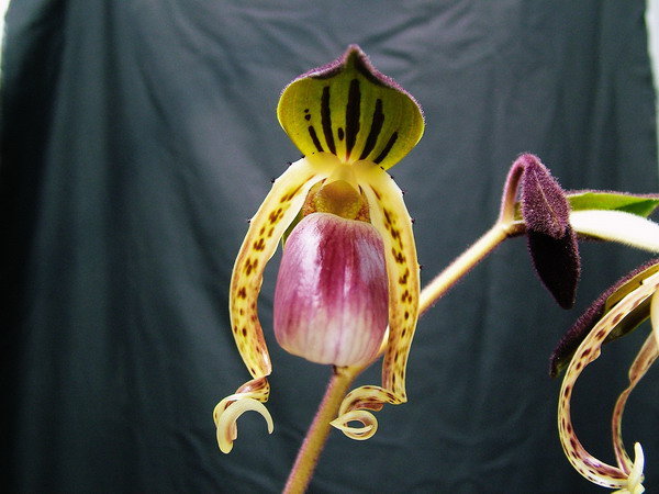 gigantifolium1.jpg