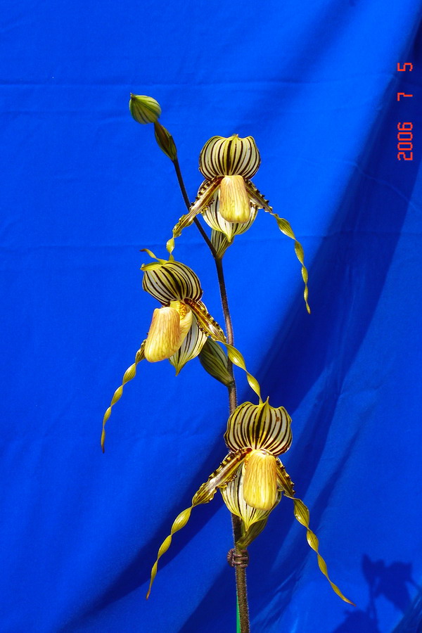 glanduliferum.jpg