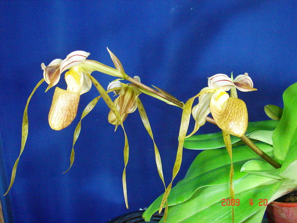 platiphylum.jpg