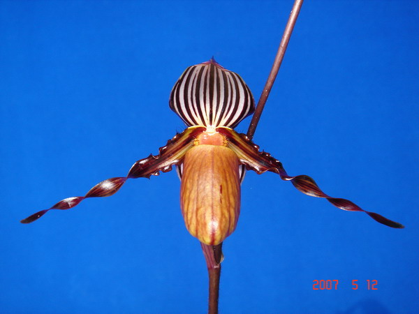 wilhelminiae.jpg