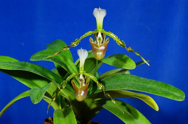 dianthum-1.jpg