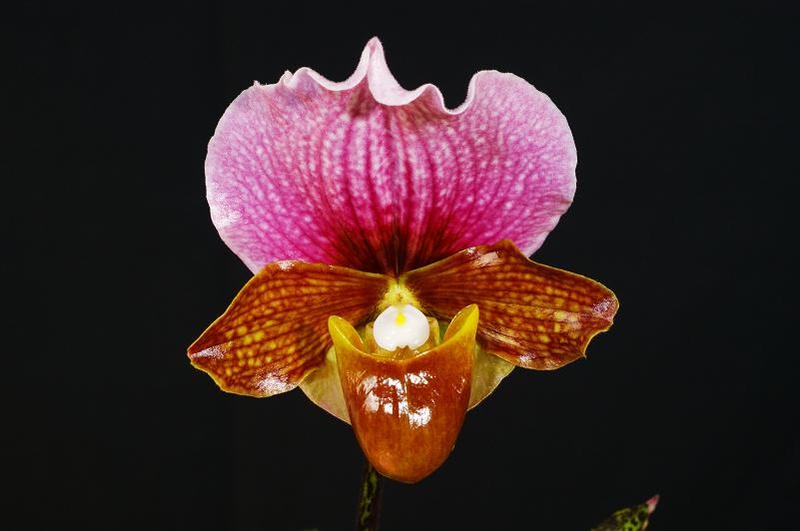 charlesworthii 4.jpg