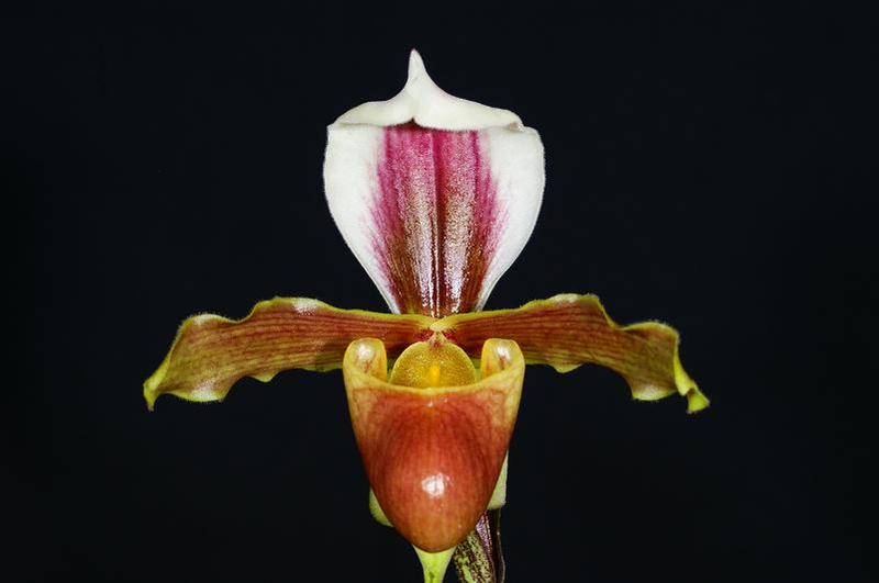 coccineum-1.jpg