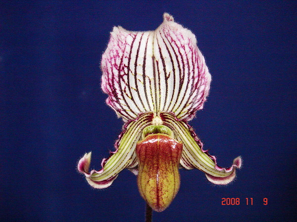 fairrieanum -2.jpg