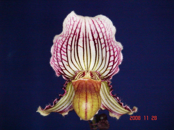 fairrieanum -3.jpg