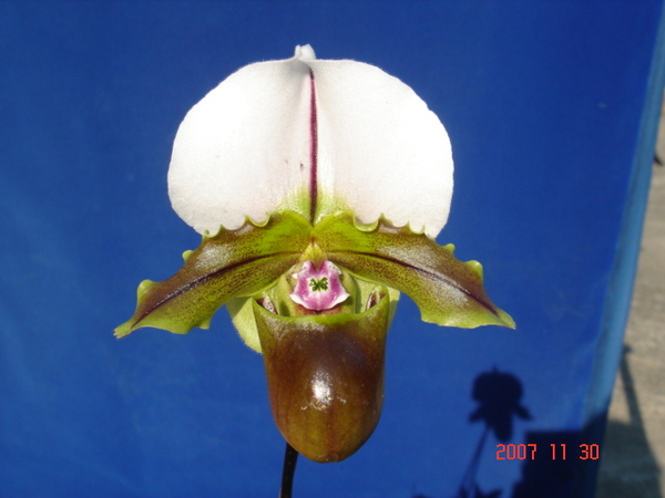 spicerianum 1.jpg