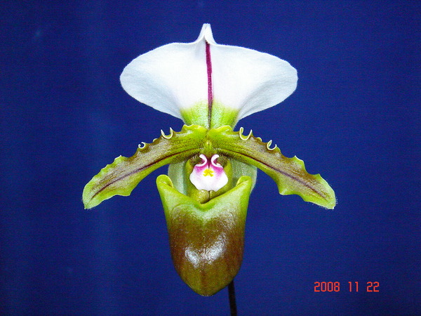 spicerianum 2.jpg
