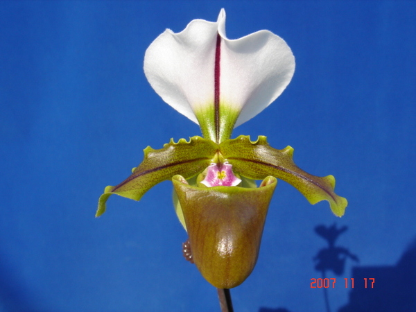 spicerianum 3.jpg