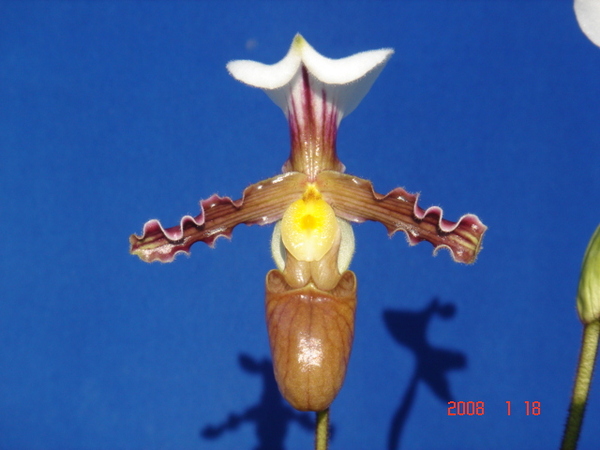 tranlienianum 3.jpg