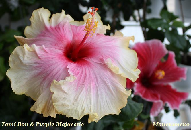 Тамик и Пурпл.jpg