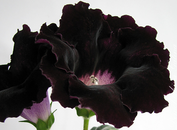 Viola