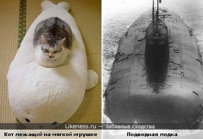 кот.jpg