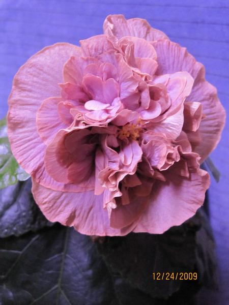 Штормик_декабрь 002.jpg