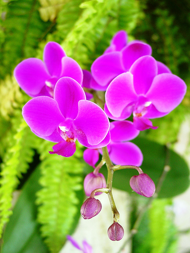 Dtps Queen Beer Red Sky.jpg