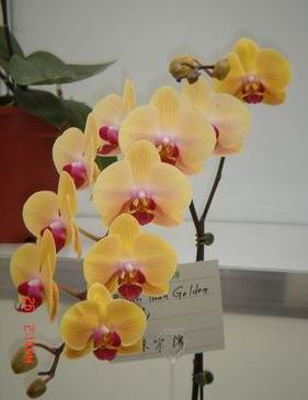 Dtps Sin Yaun Golden Beauty.jpg