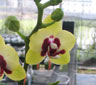 Phal tying Shin Ruby x Phal Taipei Gold.jpg