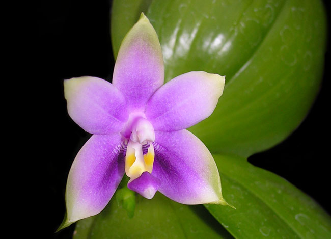violacea06-2.jpg