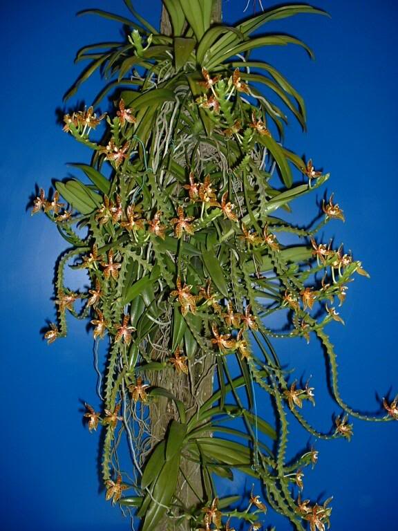 Phal corna cervi.jpg