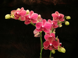 Dtps Taida Salu.jpg