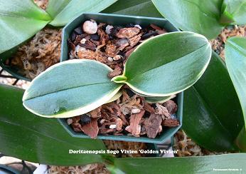 Dtps%20Sogo%20Vivien%20'Golden%20Vivien'1.jpg