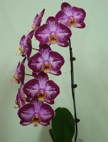dtps%20jiuhbao%20fairy.jpg