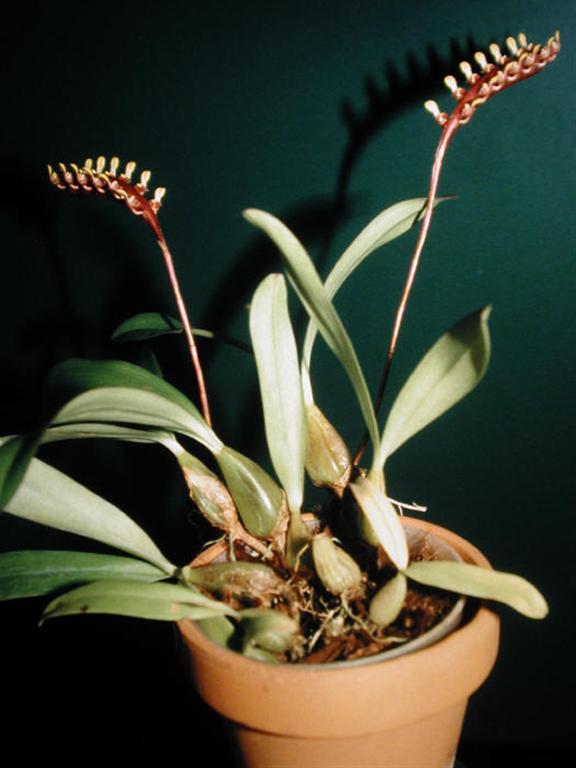 Bulb_%20falcatum.jpg