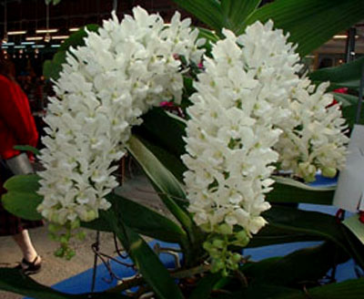 Rhy_gigantea_alba.jpg