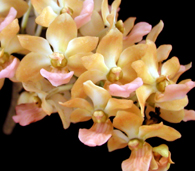 Rhy_gigantea_orange_web.jpg