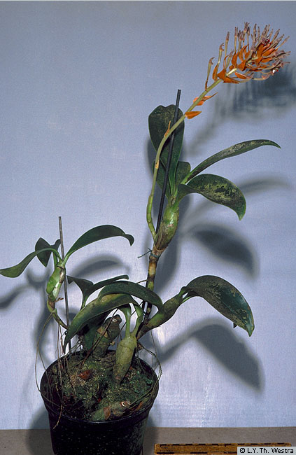 eria_ornata_lw_hab3.jpg
