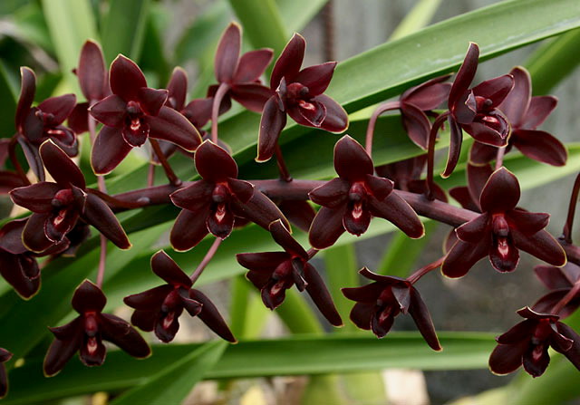 Cymbidium%20Little%20Black%20Sambo%20'BM'.jpg