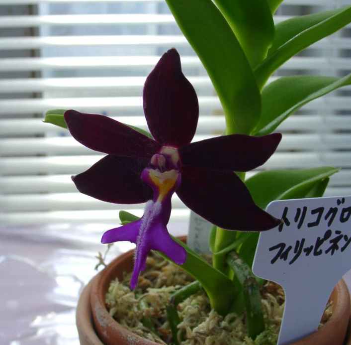 Trichoglottis~philippinensis20030927.jpg