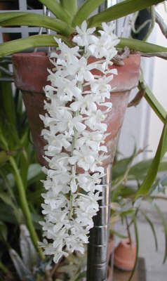 Rhy-02-3.jpg