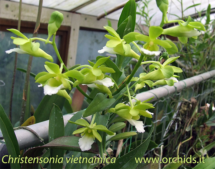 christensonia_vietnamica_p.jpg