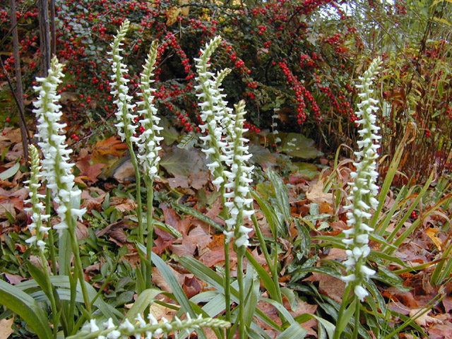 spiranthes_cernua_chaddsford1.jpg