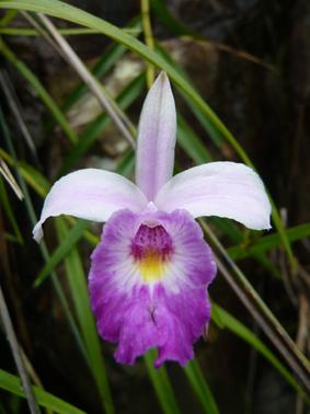 283_Arundina_graminifolia.jpg