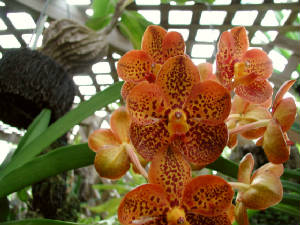 VansOrchids9252002026_jpg_w300h225.jpg