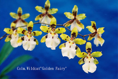 colm%20wildcat%20'golden%20fairy'.jpg
