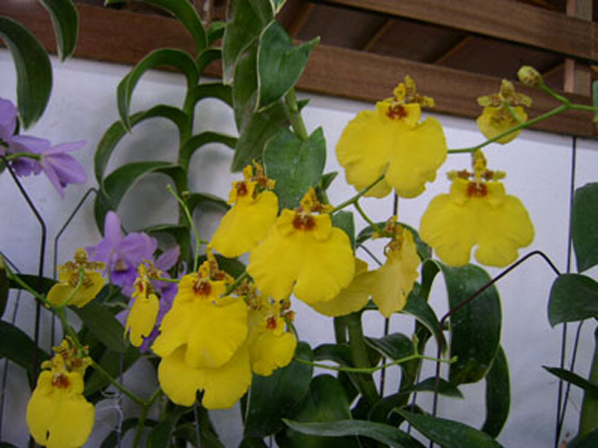 OSD028.jpg