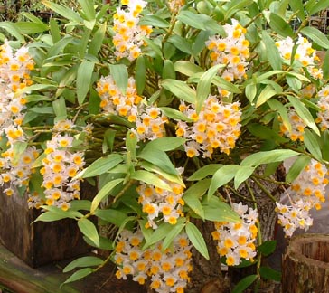 thyrsiflorum2.jpg