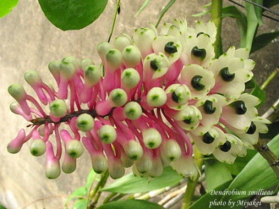 smillieae2.jpg