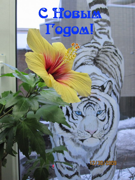 Cuban Variety 002.jpg