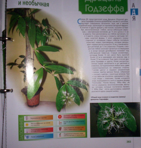 dracena.jpg