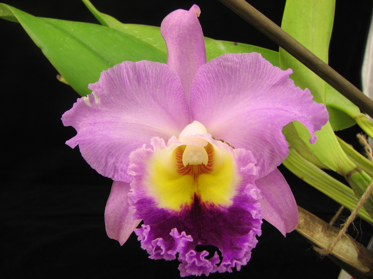 Blc. Lovely Bangkok.jpg