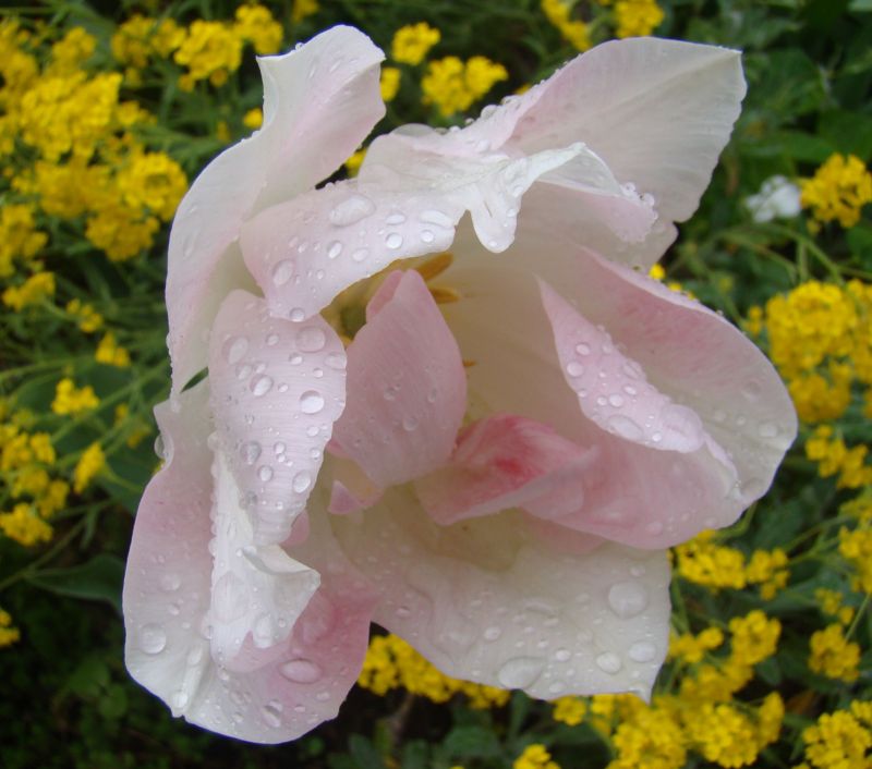 DSC03147.jpg